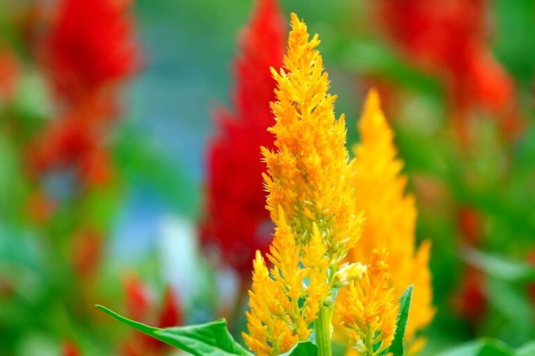 sacar semillas de celosia