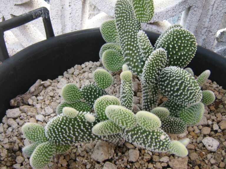 La opuntia microdasys se multiplica con facilidad