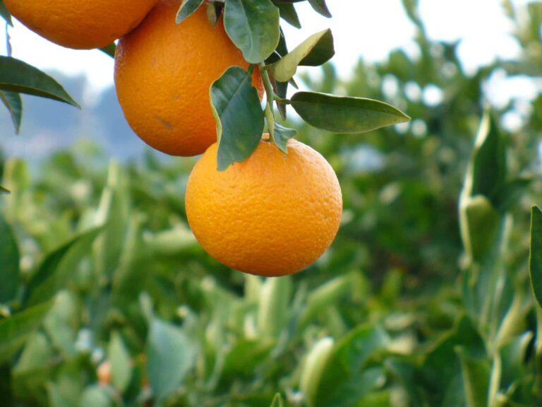 El naranjo es un frutal perenne
