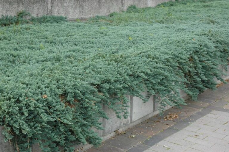 Juniperus icee blue Pinterest