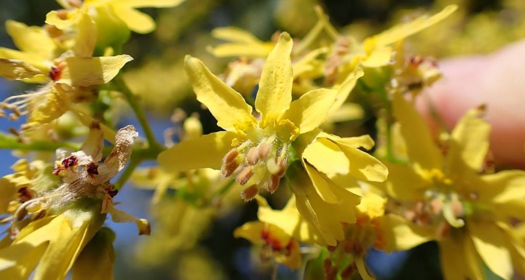 Flowering Koelreuteria paniculata