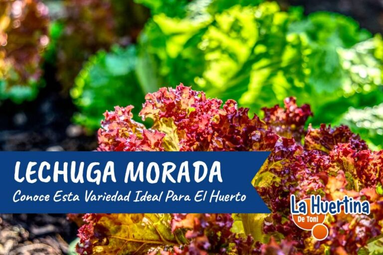lechuga morada