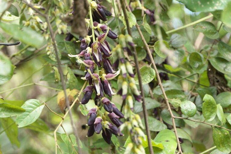 Mucuna pruriens