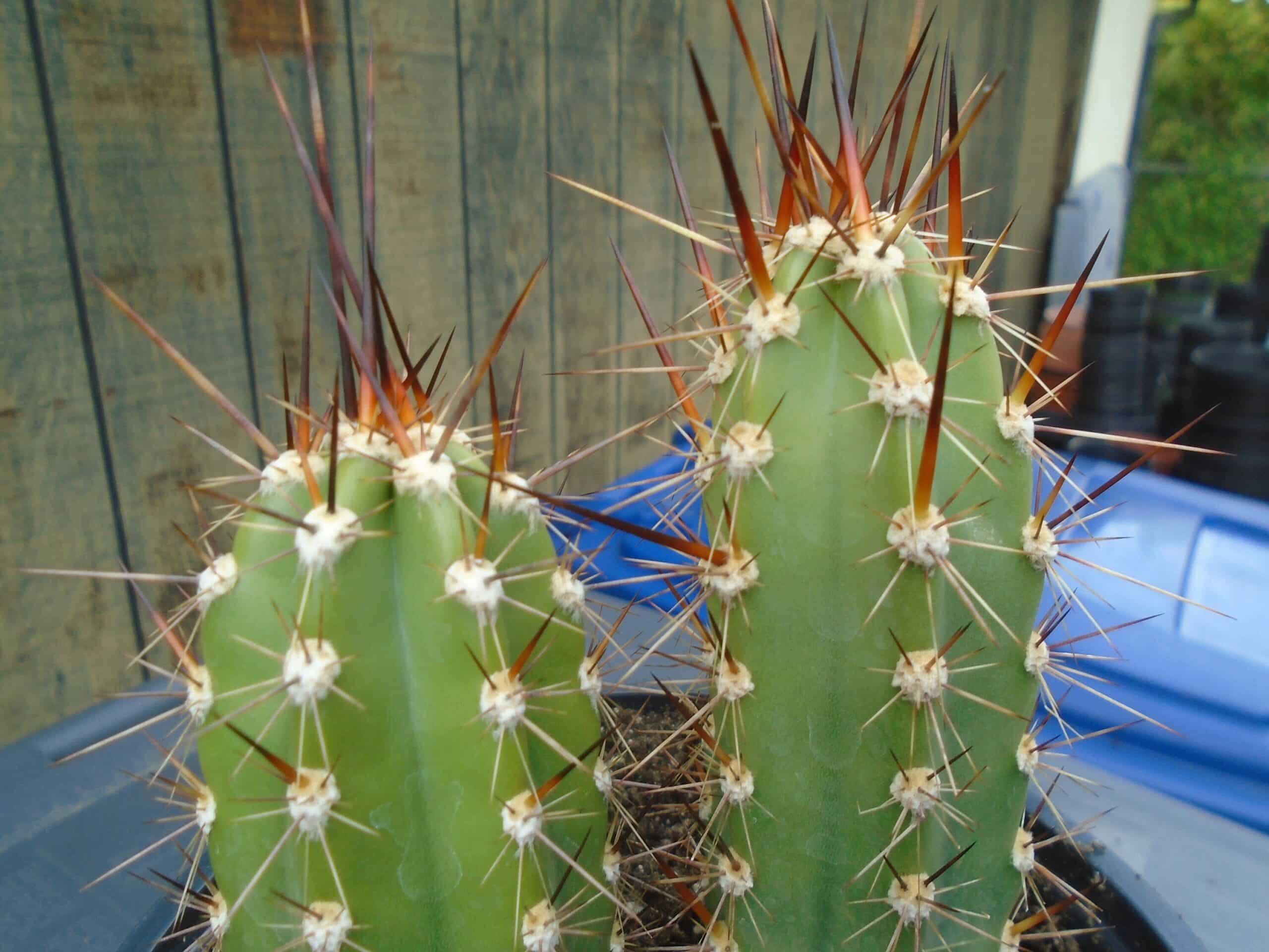 Columnar cacti often have thorns.