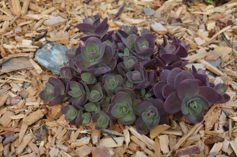 Sedum Sunsparkler 'Cherry Tart': characteristics and how to take care of it