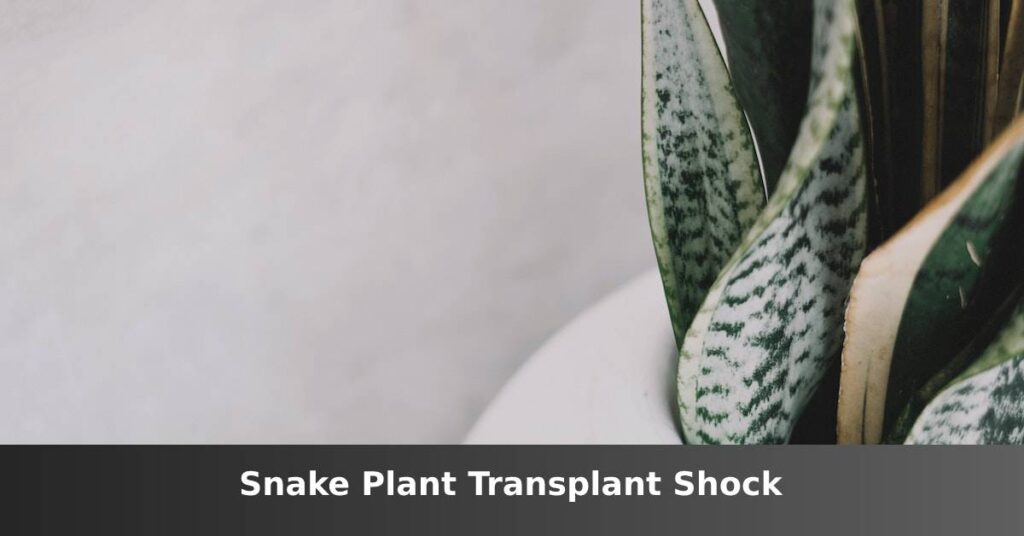 Snake plant transplant shock [Signs And What You Can Do] –ISBUZZLE