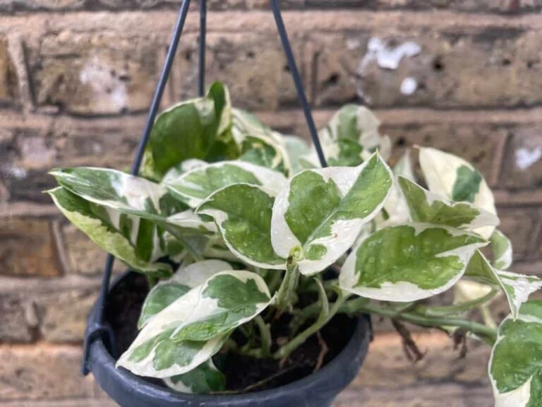 Las 8 mejores variedades de Pothos para agregar a su colección