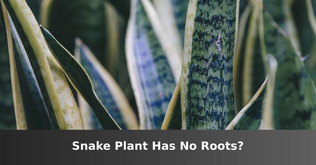 The snake plant has no roots. [Causes And What You Can Do] –ISBUZZLE