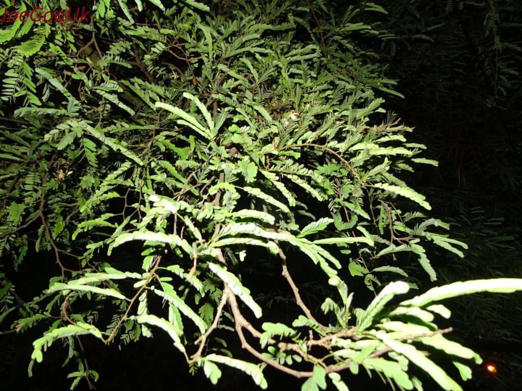 Muchas plantas cierran sus hojas por la noche