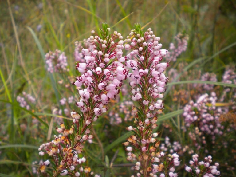 erica vagans