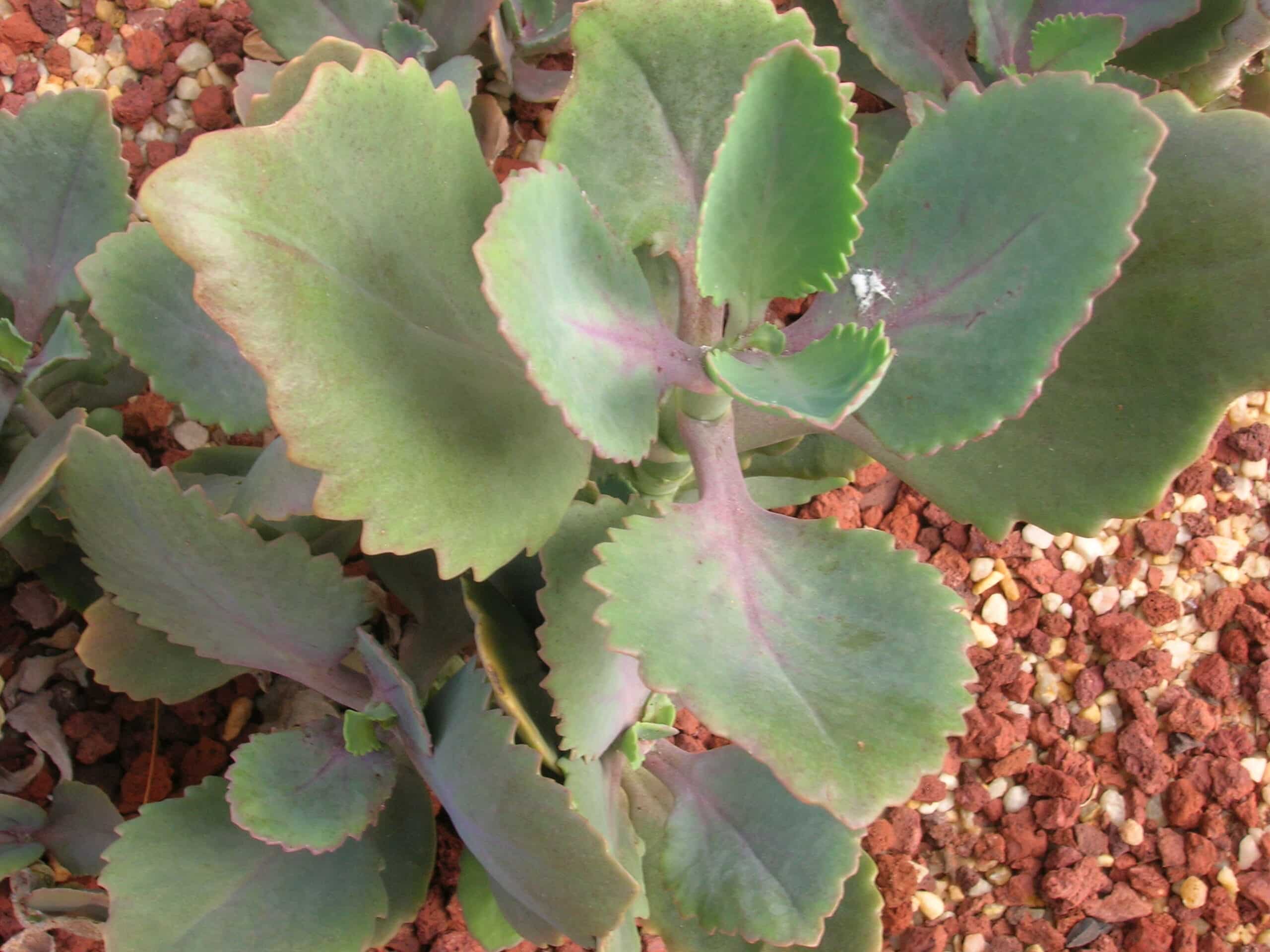 The kalanchoe longiflora var coccinea is green