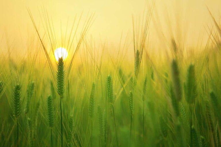 What is the difference between intensive and extensive agriculture?