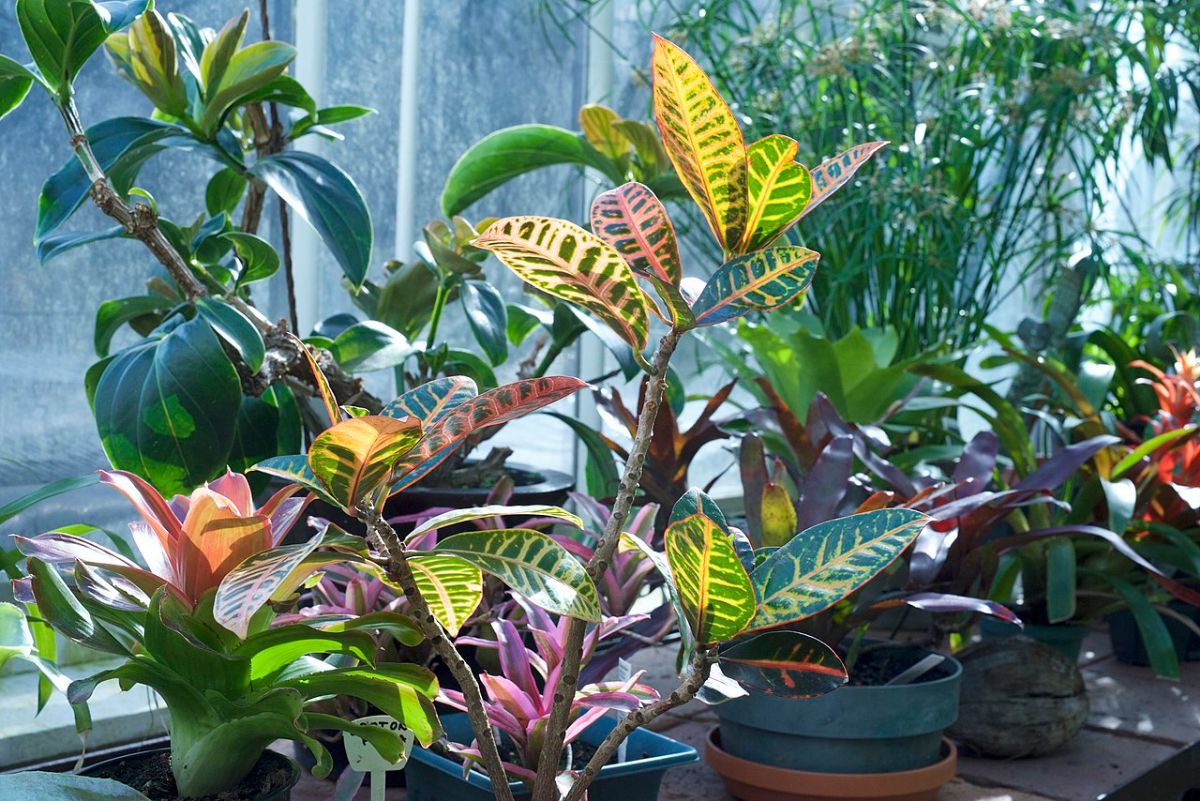 petra croton care