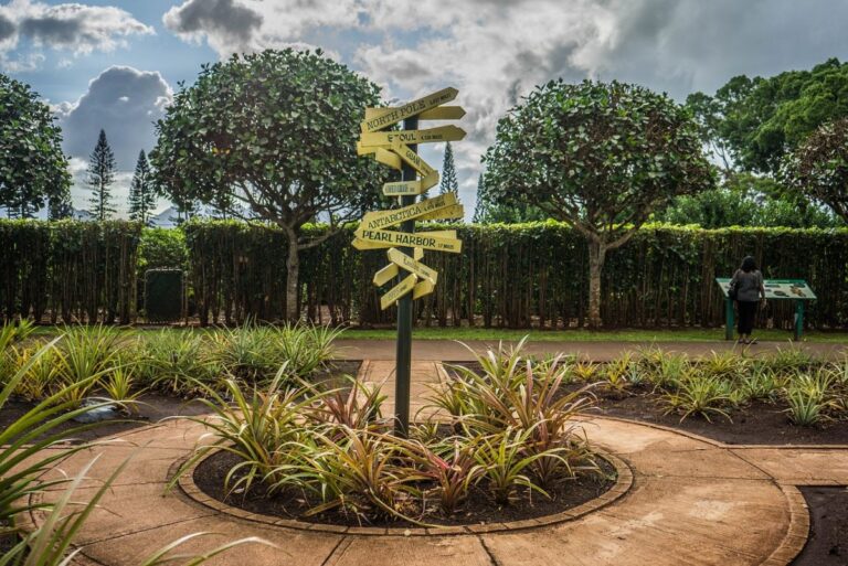 plantar pinos en el jard&iacute;n