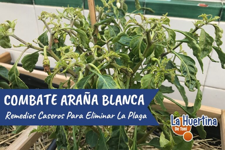 arañas blancas en las plantas