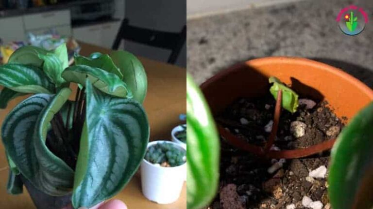 Las hojas de la planta de peperomia de interior se enroscan.