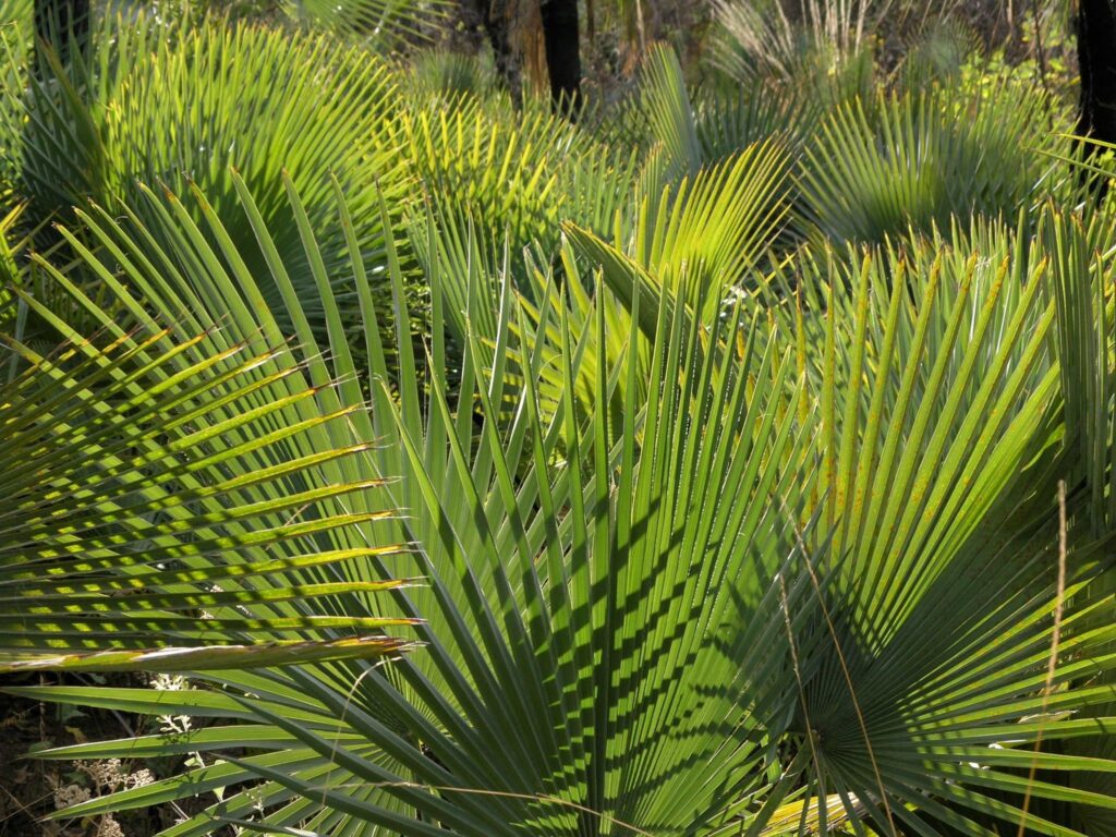 Las palmeras pueden secarse por varios motivos