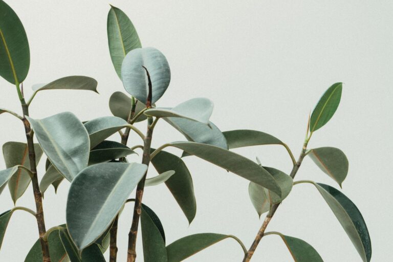 El ficus elastica puede tener manchas marrones