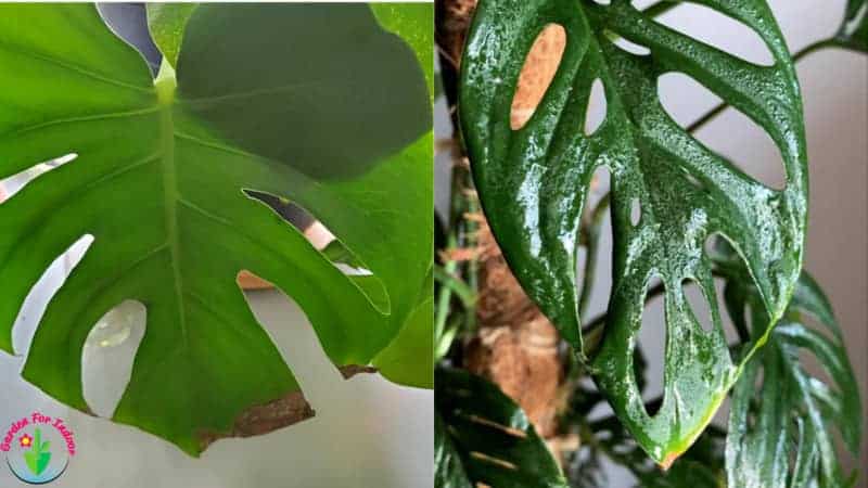 Las hojas de las plantas de monstera de interior tienen puntas marrones.
