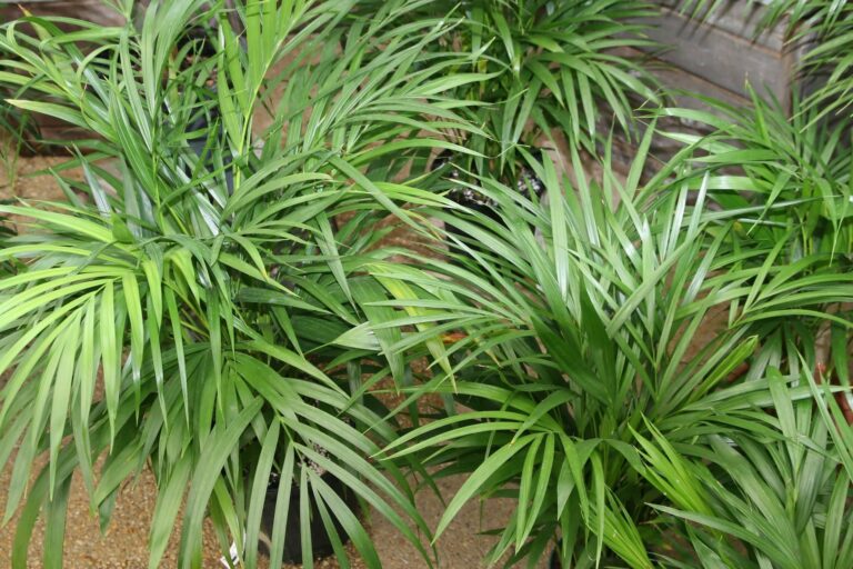 La areca es una palmera que puede tener hojas secas