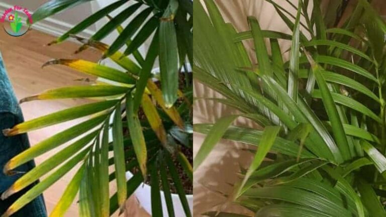 Las hojas de palma para gatos de interior tienen puntas marrones.