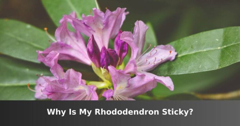 Why is my rhododendron sticky?  –ISBUZZLE