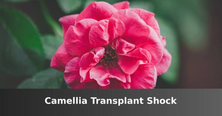 camellia transplant shock [Signs And 7 Prevention Tips] –ISBUZZLE