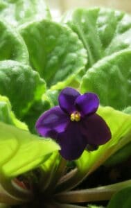 an african violet