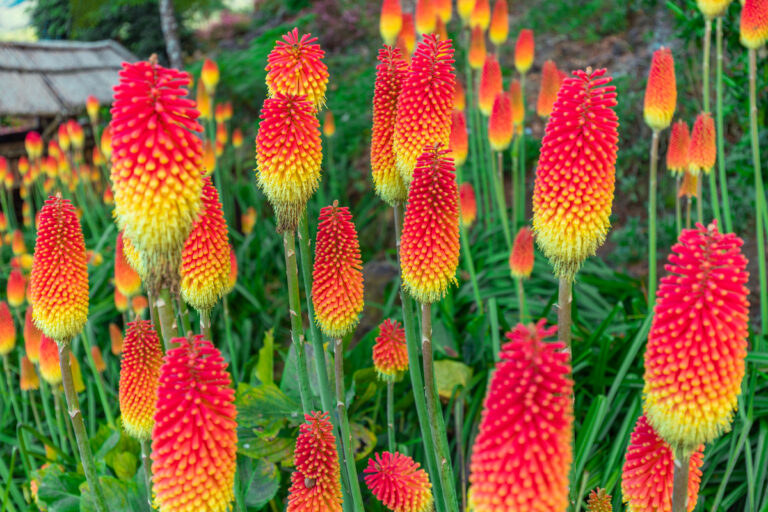 Red Hot Poker: cómo cultivar y cuidar lirios antorcha