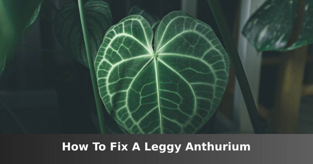 long legged anthurium [Main Causes And How To Fix] –ISBUZZLE