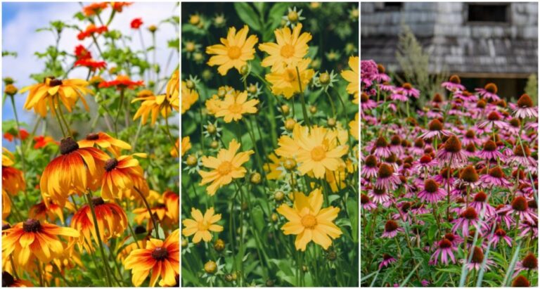 10 Best Perennials For Full Sun - ISPUZZLE
