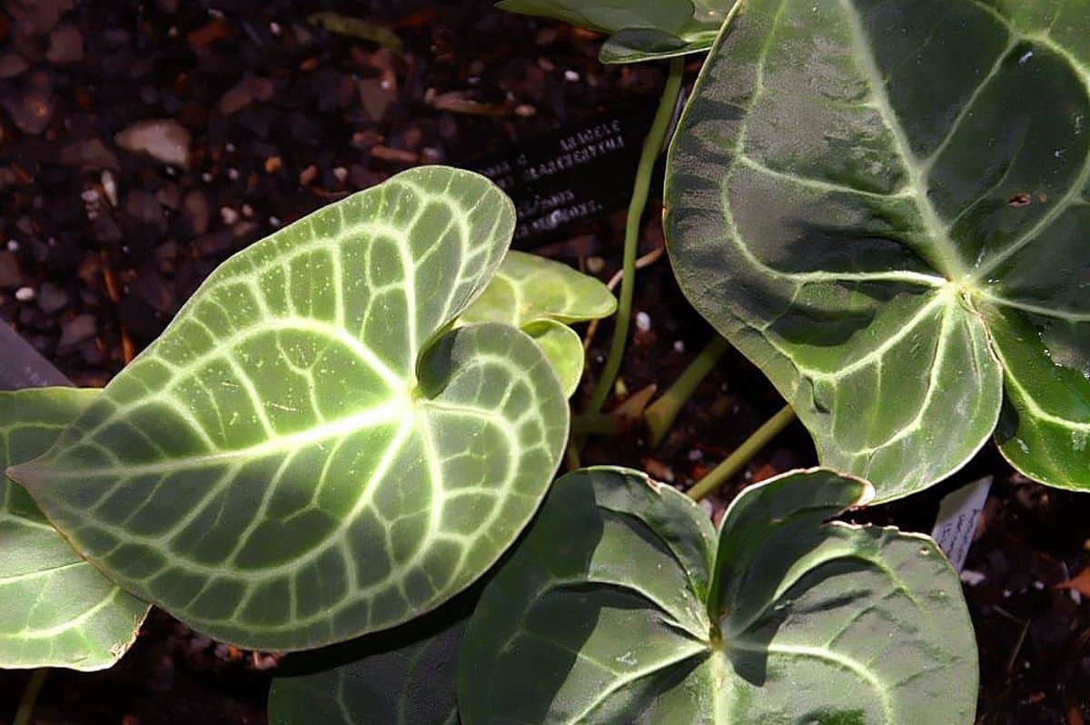 Anthurium clarinervium leaves