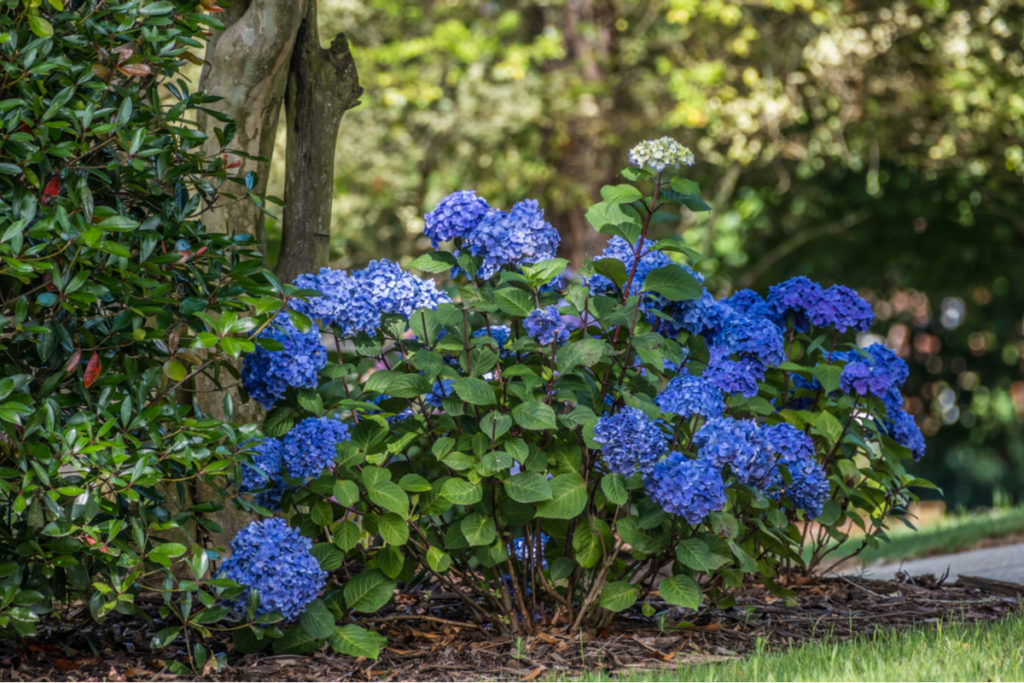 13 Best Shrubs to Grow in Shade