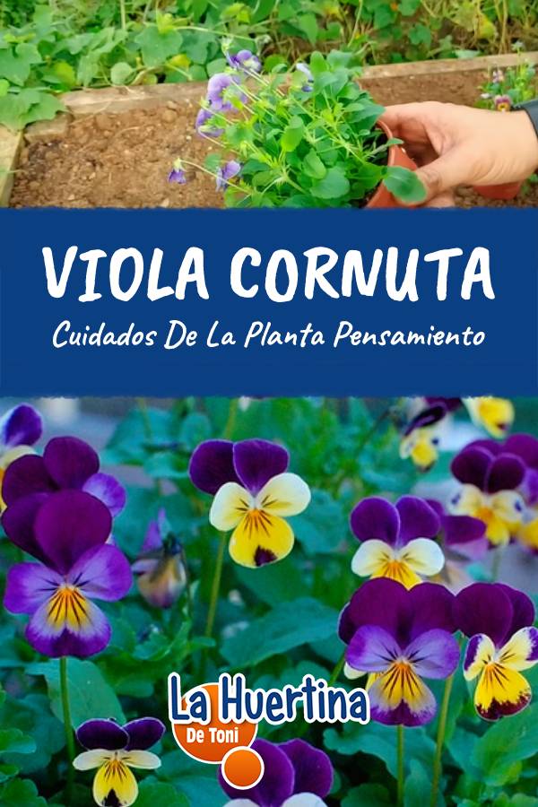pansy plant care