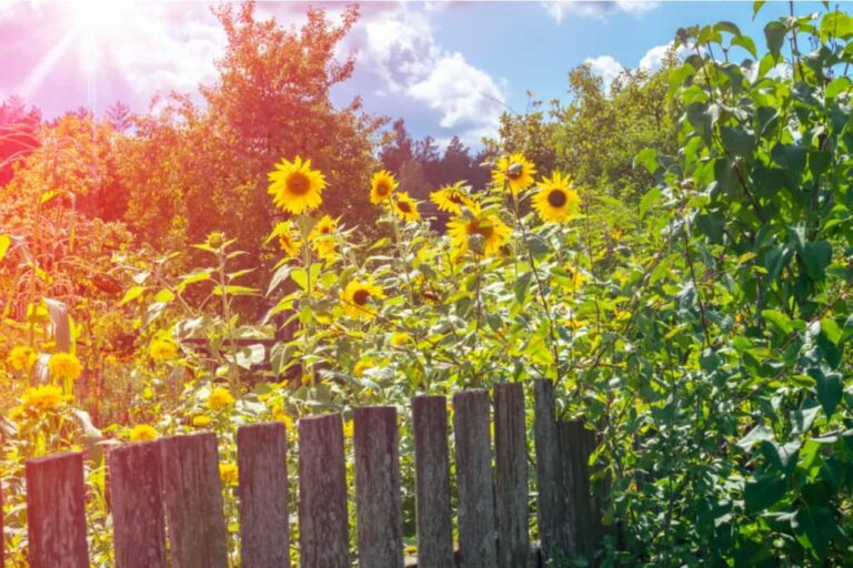 10 subtle and inexpensive ways to create privacy in your garden