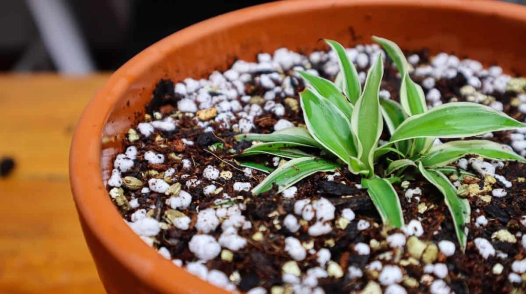 How to Propagate Spider Plants - ISPUZZLE