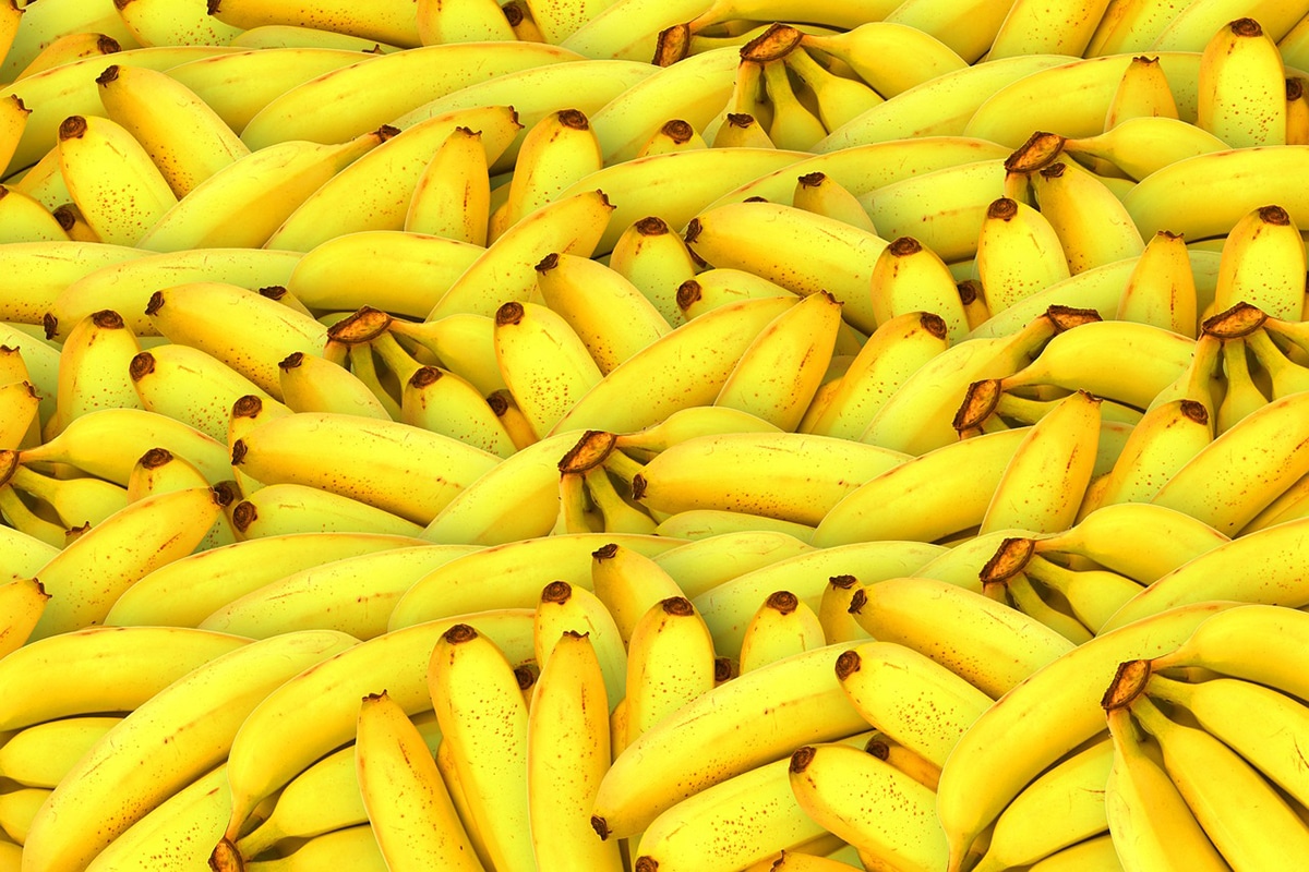 Banana is the fourth most important food crop in the world