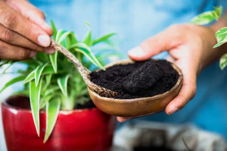 Should I add coffee grounds to houseplants?  –ISBUZZLE