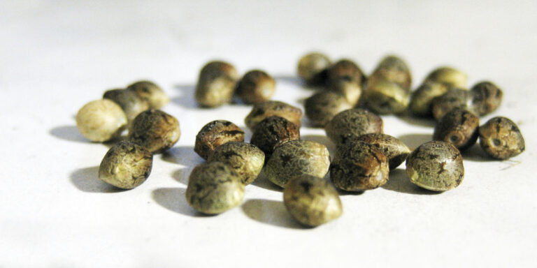 semillas de marihuana