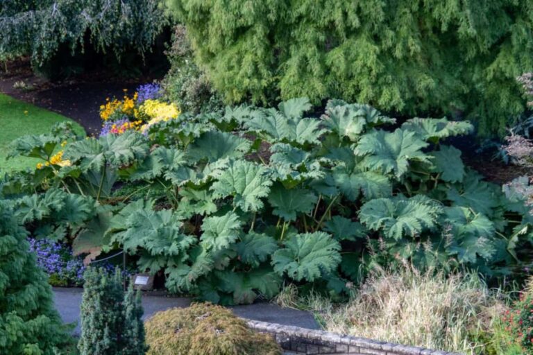 12 outdoor plants with incredibly gigantic leaves