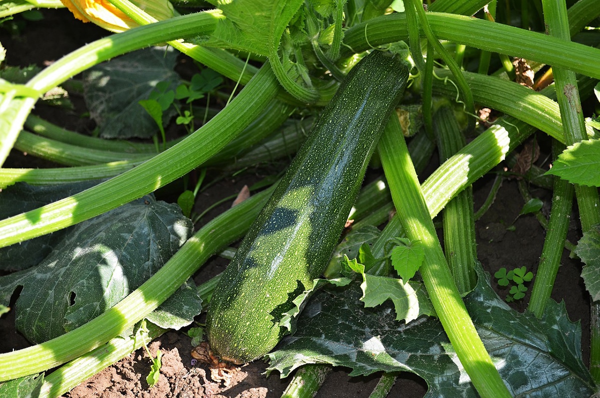 If the zucchini is not staked, there is a risk that the plants will be damaged and produce less fruit