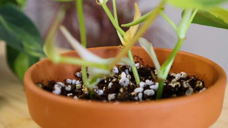 How to propagate Philodendron from cuttings - ISPUZZLE