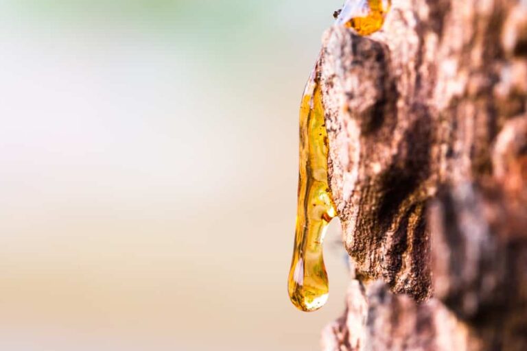 7 Brilliant Uses for Tree Resin