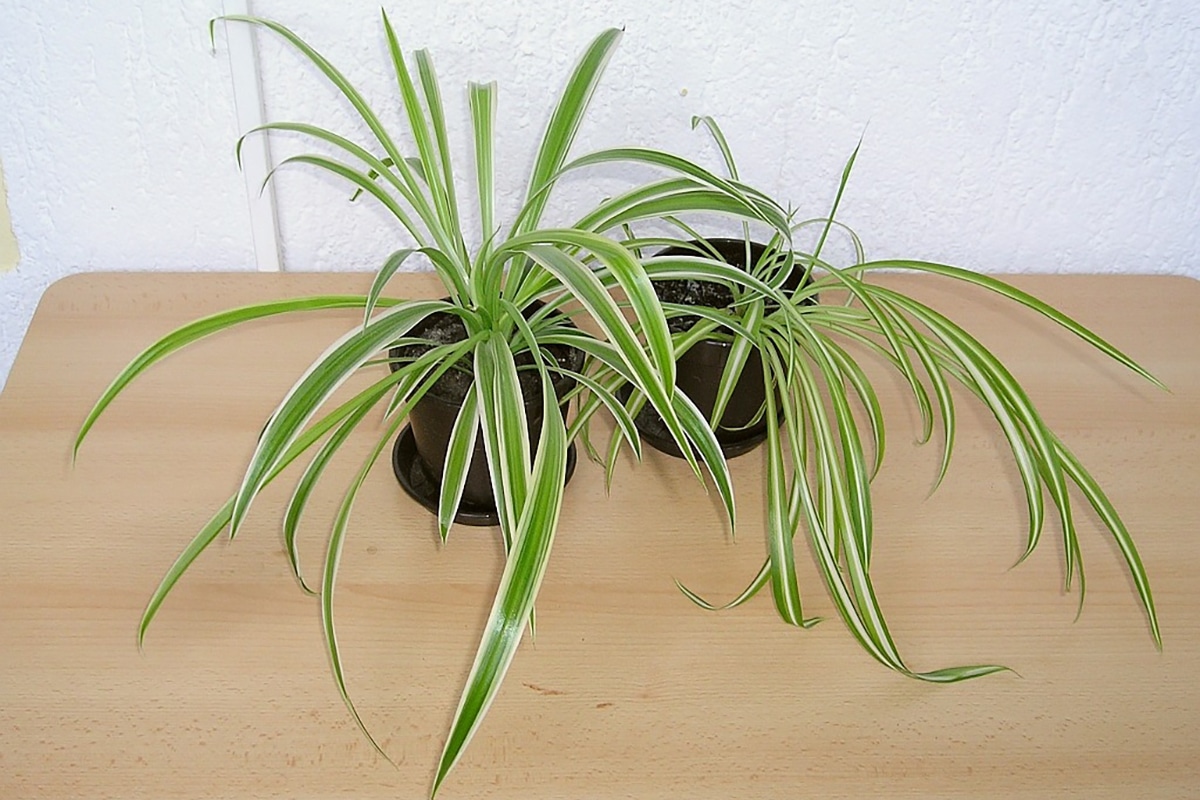 Spider plant is easy to propagate