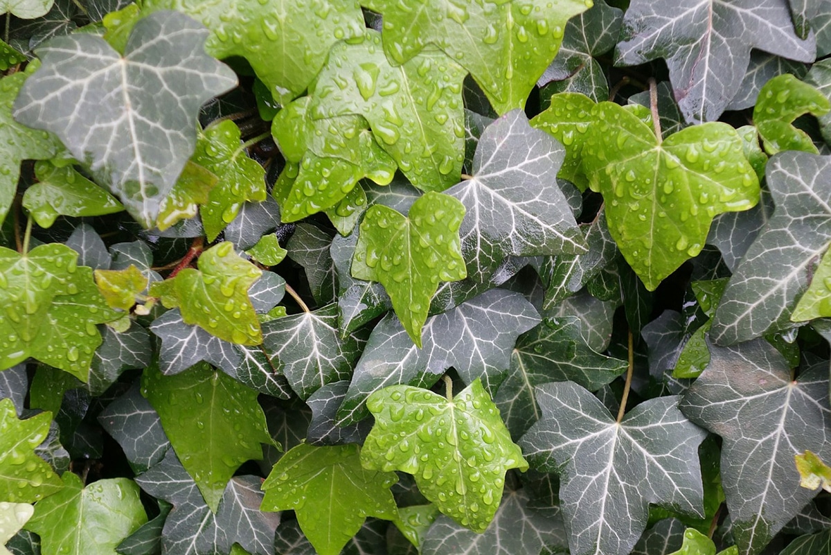 English ivy can be poisonous if ingested