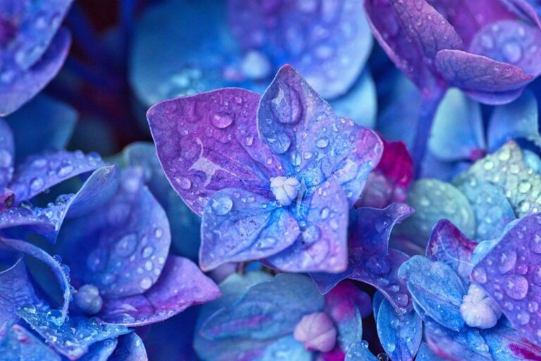 Regar hortensias de manera inadecuada puede conllevar consecuencias negativas