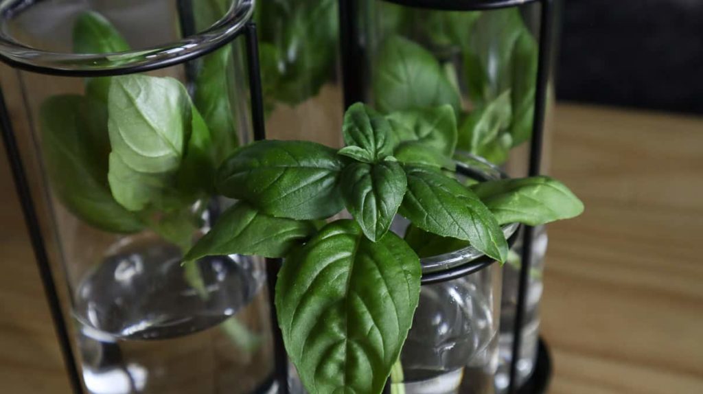 How to Propagate Basil from Cuttings in Soil or Water - ISPUZZLE