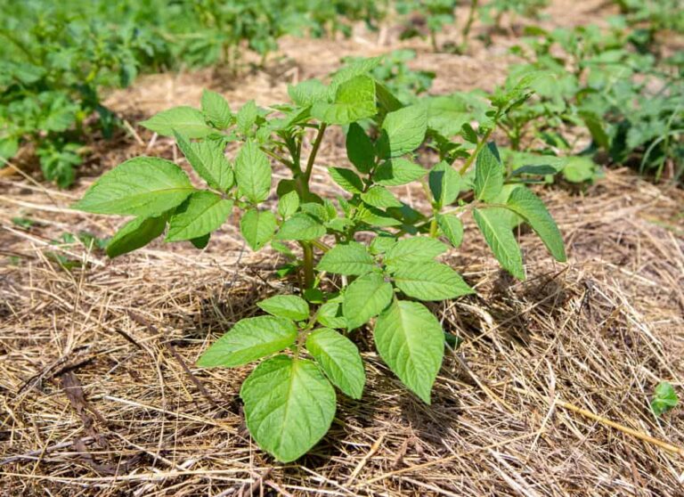 Why You Should Use The Ruth Stout Method In Your Garden