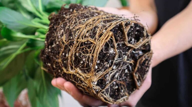 5 Signs Your Peace Lily Needs Transplanting and How to Do It