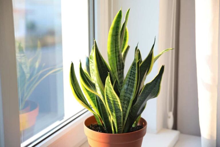 how to get your snake plant to flower – ISPUZZLE